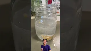 A Groovy Experiment With Dancing Popcorn Kernels STEMwithGU Science Scienceexperiment 