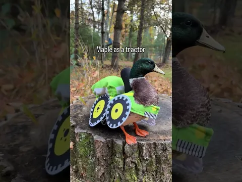 Which duck is wearing your favorite costume? 🦆 🎃 #DunkinDucks #PetDucks #CallDucks #PetCostumes