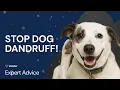 Dog Dandruff Explained Causes How to Treat It
