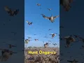 Download Lagu Dry Land Ducks Buzzing the Tower 🦆 Duck Hunt Ongaro 🦆 #huntongaro #duckhunting