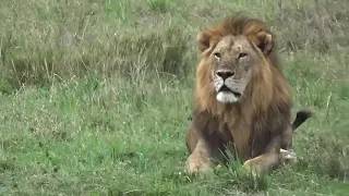 هيبة الاسد اتجاه الضباع    الضباع لا تلتزم الصمت الا عندما تشعر بالرعب دندنها