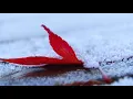 Flor e o Beija- Flor  (Marilia Mendonça)-Cover-