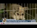 SPCA of East Texas pauses intakes due to capacity limits