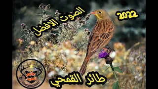 افضل صوت عملي ومجرب لطائر القمحي The Best Practical And Tested Sound For A Wheat Bird 