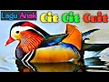 Download Lagu Cit Cit Cuit Bebek Berenang| Lagu Anak Populer Cit Cit Cuit Joshua Jayden Versi Satwa #citcitcitcuit