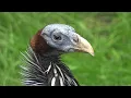 Download Lagu Aviornis regio Holland Najaarsexcursie 2025
