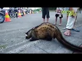 Download Lagu Musang Bulan \u0026 Musang Pandan masuk kota
