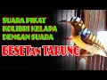 Download Lagu mantap !!! SUARA PIKAT KOLIBRI KELAPA GACOR DENGAN SUARA BESETan TARUNG