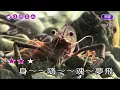 01~我是一片雲~鳳飛飛~女原Ab調~伴奏~導唱3顆(丙)