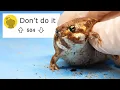 I bought the illegal Fat Frogs so you don t have to