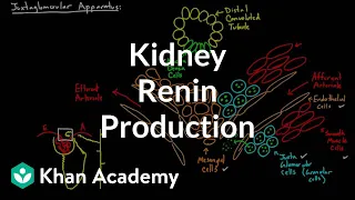 Download Renin production in the kidneys | Renal system physiology | NCLEX-RN | Khan Academy MP3