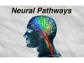 How To Change Your Mind Your Brain Your Life