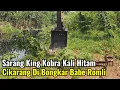 Download Lagu Sarang King Kobra Kali Hitam Oli Cikarang Di Bongkar Babe Romli