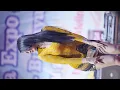 Download Lagu RINDI ANTIKA SEMAKIN ADUHAI - NEMEN
