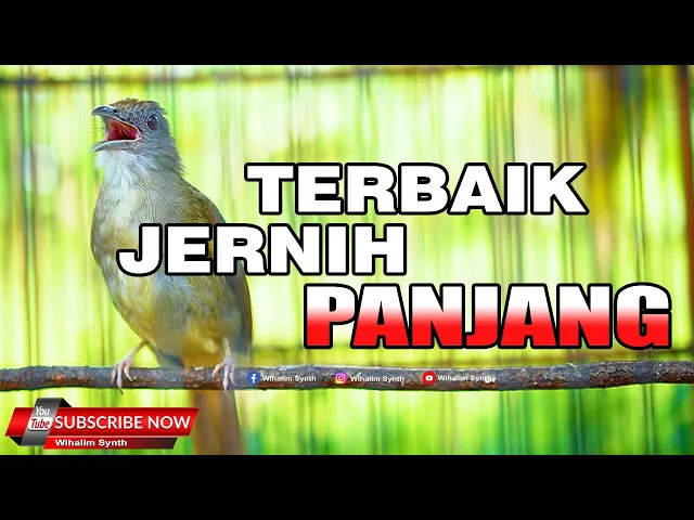 Download MP3 #1🔴 KAPAS TEMBAK GACOR JERNIH PANJANG MANTAP UNTUK MASTERAN SEGALA JENIS BURUNG JERNIH CEPAT MASUK