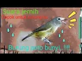 Download Lagu terapi burung opior jawa/cak jempol/cak gentong