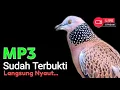 Lagu Suara Burung Derkuku Gacor Sangat Ampuh Untuk Pancingan Dan Pikat Tekukur Liar