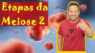 Etapas da Meiose 2 - Prófase 2 / Metáfase 2 / Anáfase 2 / Telófase 2 - Divisão Celular - Citologia