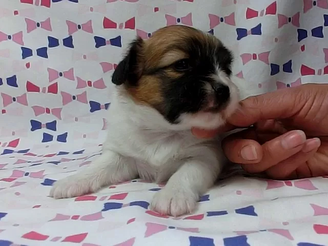 動画