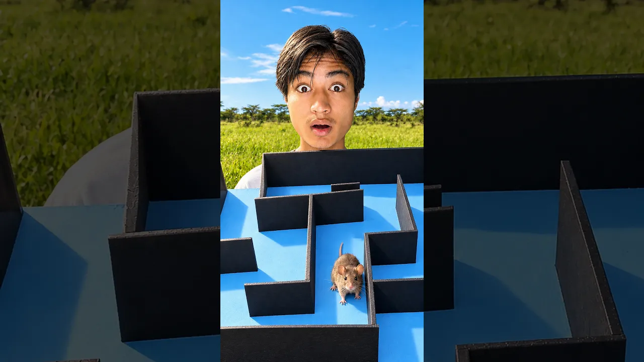Mouse Maze