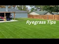 Ryegrass Winter Overseeding in Texas Things I Consider Before I Begin