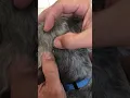 Cyst behind my dogs ear part two
