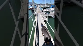 #Fyp #dream #YouTube #doberman #pets