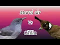 Download Lagu murai air vs cililin masteran klasic murai batu juara