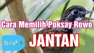 Download Ciri Poksay Rawa Jantan/ Rowo Rowo jantan MP3