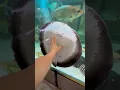 Monster stingray