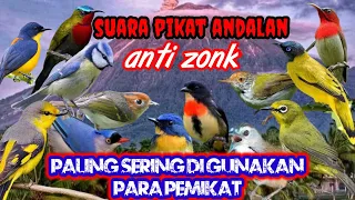 Download suara pikat burung ribut ampuh buat pikat burung bandel susah turun di jamin ampuh st01 MP3