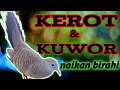kerot dan kuwor perkutut lokal gacor dor takowor kowor || pancingan birahi