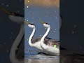 Download Lagu Epic Grebe Courtship in Slow Motion | পাখিদের ভালোবাসার প্রকাশ । High-Speed Water Dance