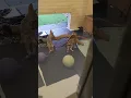 Patient of the Week 8-14-2026 Coyote Pups
