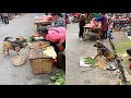 High-IQ dogs help their owners buy and sell vegetables🤑
