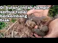 Download Lagu Dibulan bulan inilah waktu yg tepat untuk mencari sarang / anak tupai