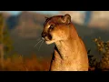 Download Lagu What Sound Does A Cougar Make? - Animal Sounds (Mountain Lion Sounds)