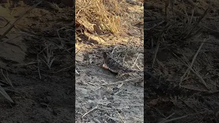 Found this cute little Blainville’s Horned Lizard last night on our evening hike. Loved watching him