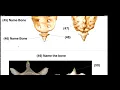 Bones Lab Exam Final Review Part 1 of 2 - Axial Skeleton Final Review Session