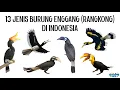 Download Lagu 13 Jenis Burung Enggang / Rangkong / Julang / Kangkareng (Hornbill) di Indonesia