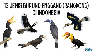 Download 13 Jenis Burung Enggang / Rangkong / Julang / Kangkareng (Hornbill) di Indonesia MP3