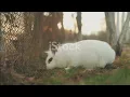 Chase Your Goals The 2024 Rabbit Chase