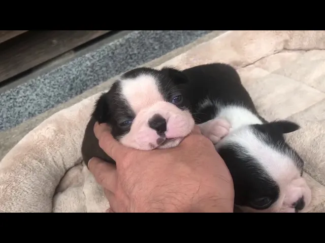 動画
