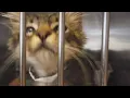 Spokane animal shelters seeing and influx of pets due to rising rents