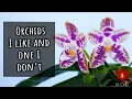 Download Lagu It's OK not to like an Orchid.. Orchid Favourites August 2023