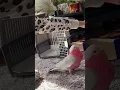 Download Lagu Mickey the galah training with one of his favourite people #galah #parrot #parrottricks #cockatoo