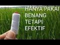 Download Lagu Pengusir Burung Pipit /Emprit/Perit Pada Padi Sawah Yang Efektif