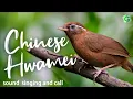 Download Lagu Chinese Hwamei Song Singing And Call Birds Chirping And Nature Sounds