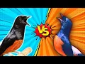 Download Lagu MASTERAN MURAI BATU OHARA VS MURAI BATU CASABLANKA ‼️‼️‼️