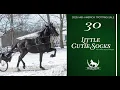 Lagu Little Cutie Socks. Lot 30 at the Mid-America Trotting Sale